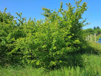 Działka pomorskie
wejherowski
Wejherowo Na sprzedaż 146 598 PLN 922 m2 