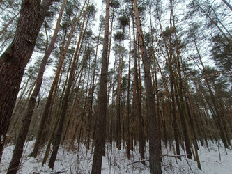 Działka mazowieckie
grodziski
Żabia Wola
Władysławów Na sprzedaż 399 000 PLN 9151 m2 