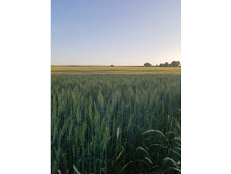 Działka małopolskie
krakowski
Czernichów
Rybna Do wynajęcia 9900 PLN 500 m2 