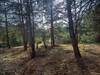 Działka mazowieckie
makowski
Różan
Dzbądz Na sprzedaż 106 250 PLN 1238 m2 