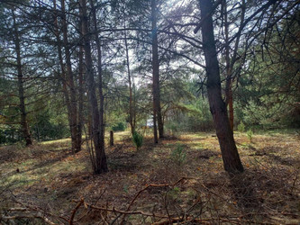 Działka mazowieckie
makowski
Różan
Dzbądz Na sprzedaż 106 250 PLN 1238 m2 