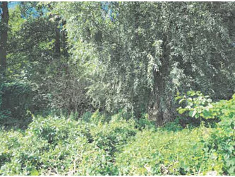 Działka pomorskie
tczewski
Gniew
Pieniążkowo Na sprzedaż 52 850 PLN 4200 m2 